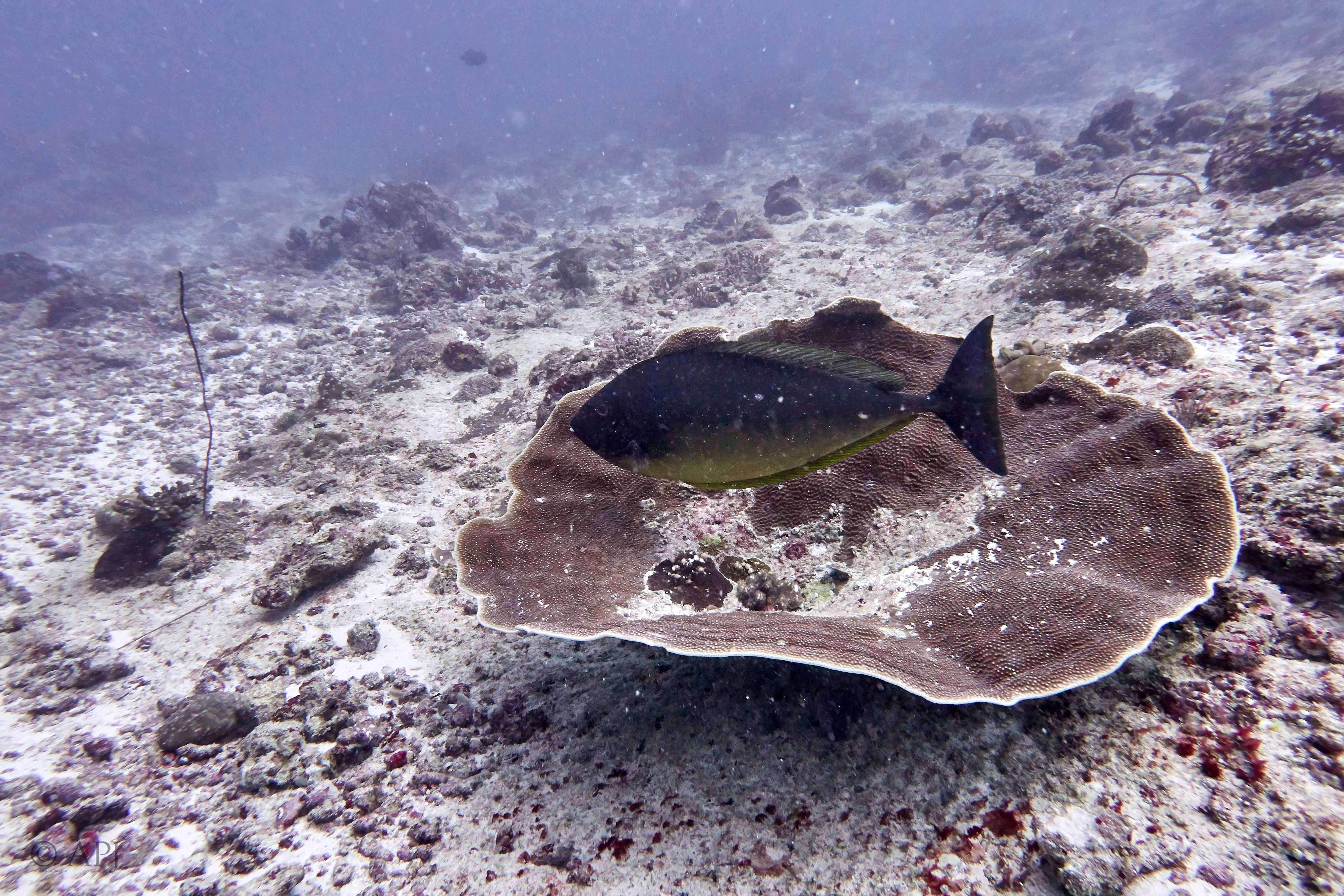 000483 14 08 17  Canon PowerShot G7 X Mark II   Malediven2017